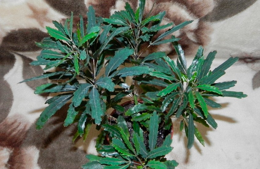 Дізіготека