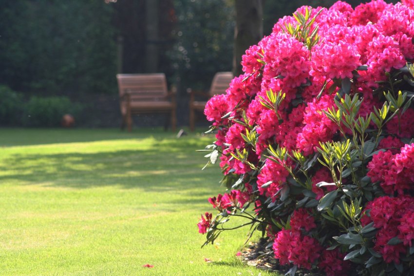 Рододендрон Нова Зембла