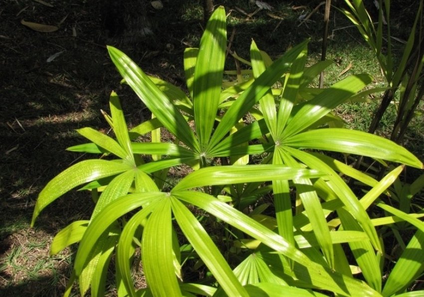 Рапис тонкий