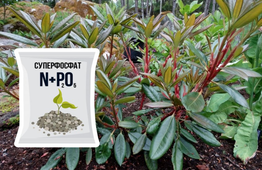 Підживлення рододендрона Підживлення рододендрона