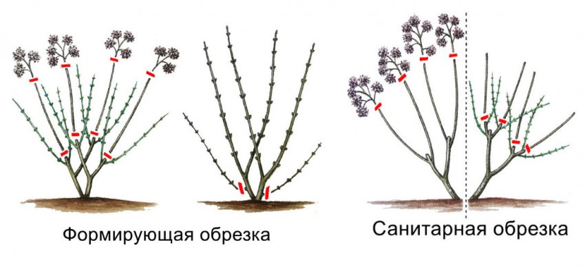 Підстриг гортензії