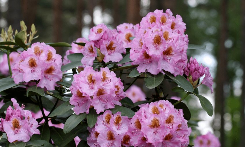 Рододендрон Літа