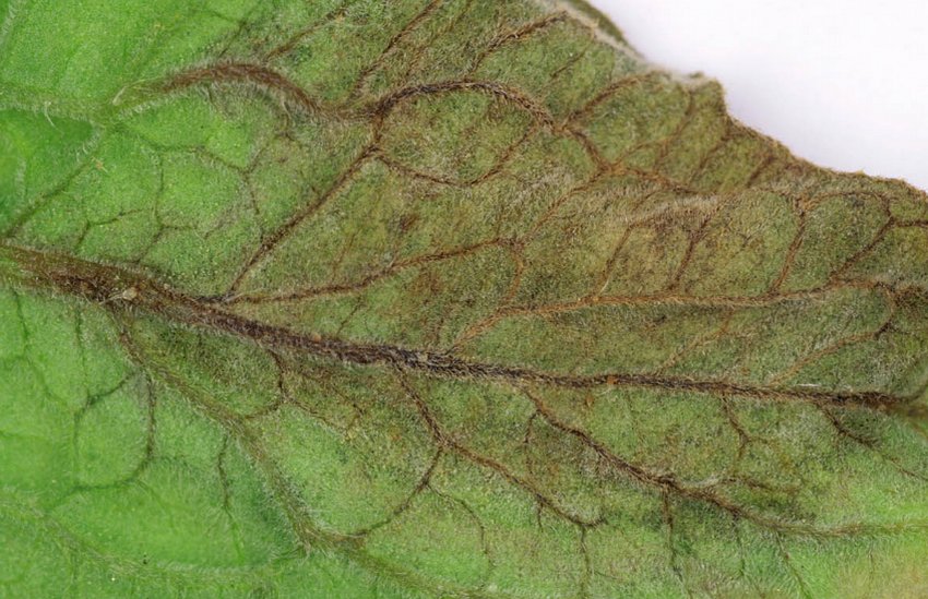 Фітофтора Фітофтора