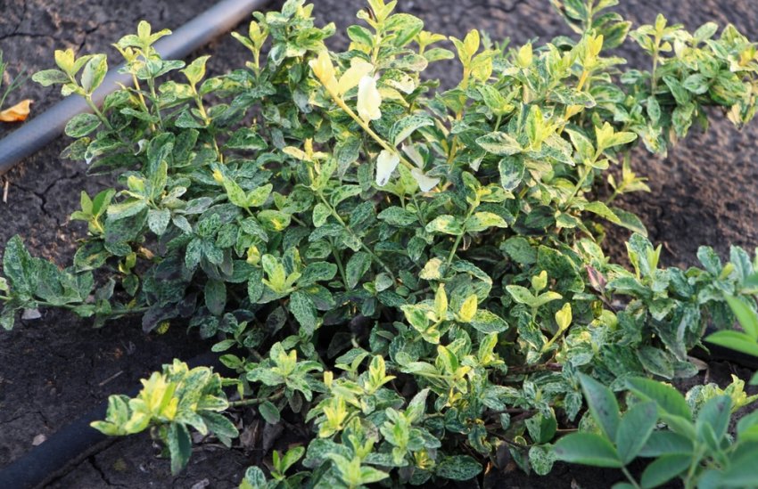 Бересклет Арлекін