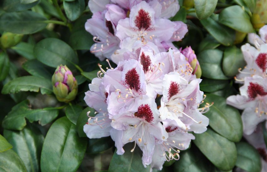 Рододендрон Гумбольт