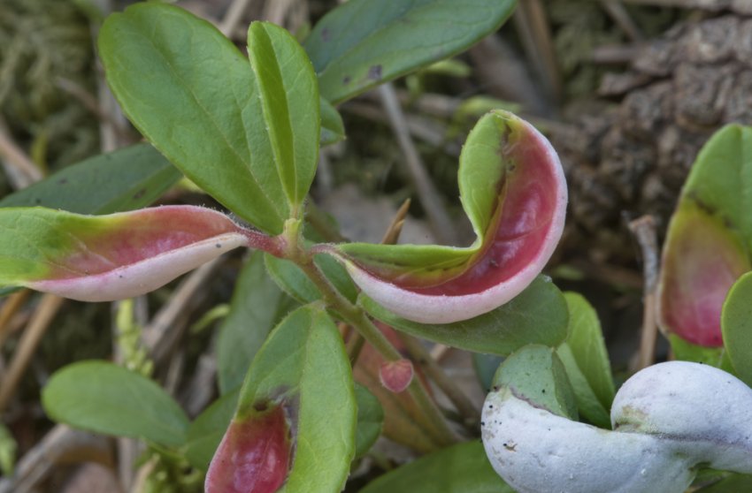 Екзобазидіум брусничний Екзобазидіум брусничний