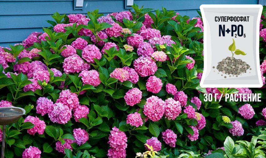 Підживлення гортензії