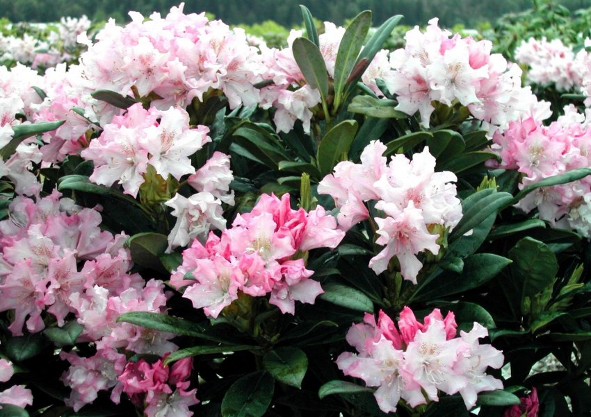 Рододендрон Поджола Дотер