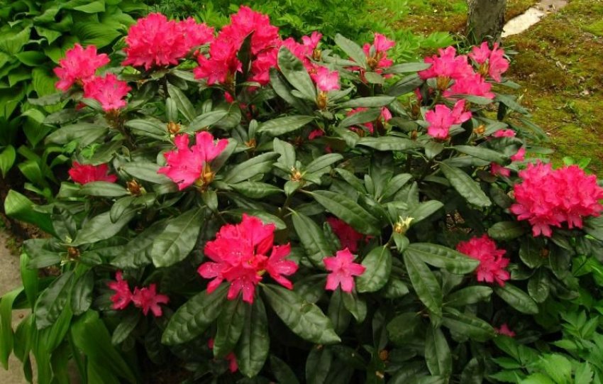 Рододендрон Хелліки