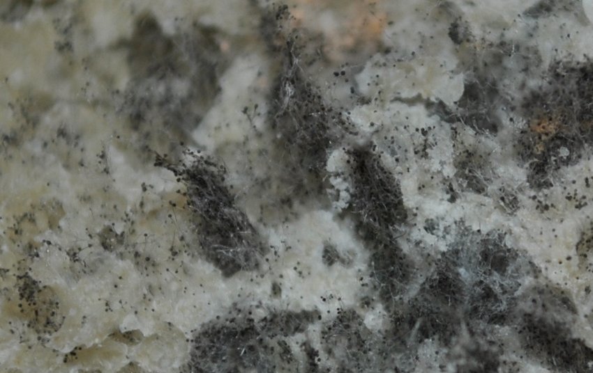 Серая плесень Серая плесень