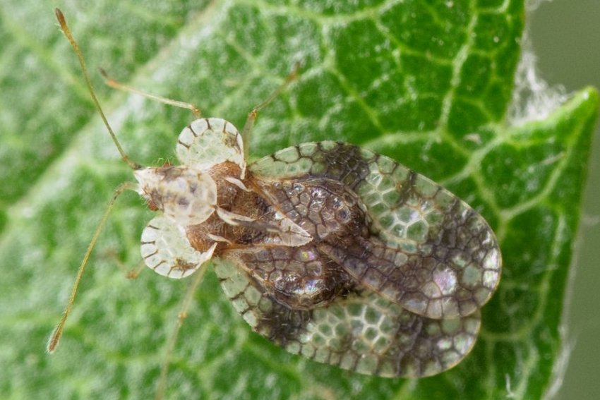 Грушевий клоп Грушевий клоп