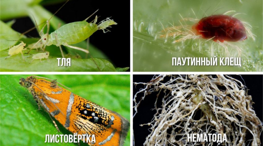 Шкідники гортензії Шкідники гортензії