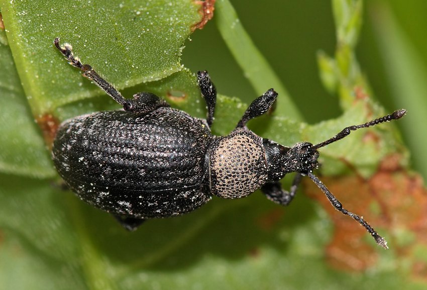 Скосар одиночний Скосар одиночний