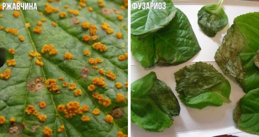 Хвороби гортензії