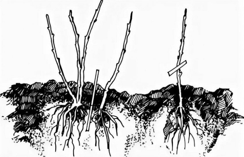 Розмноження діленням куща