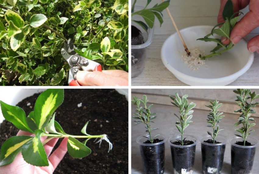 Черенкування бересклета