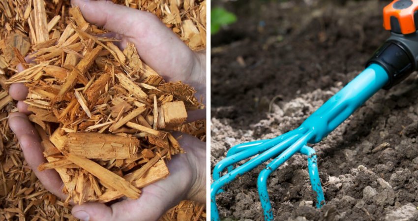 Мульчування та рихлення бересклета