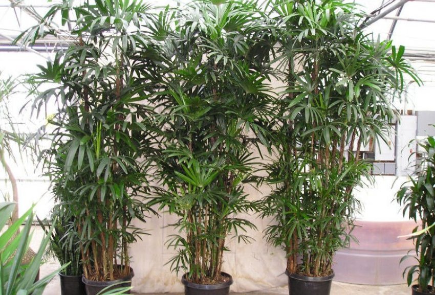 Провітрювання ріпаку