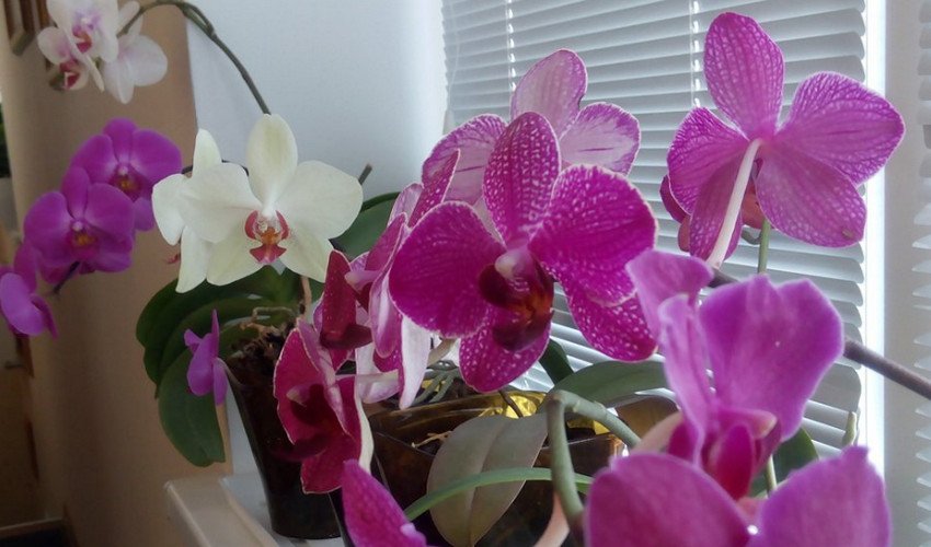 Орхідеї з насіння Орхідеї з насіння