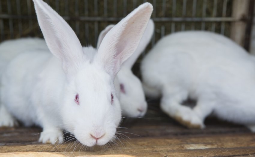 Кролик Білий велетень Кролик Білий велетень