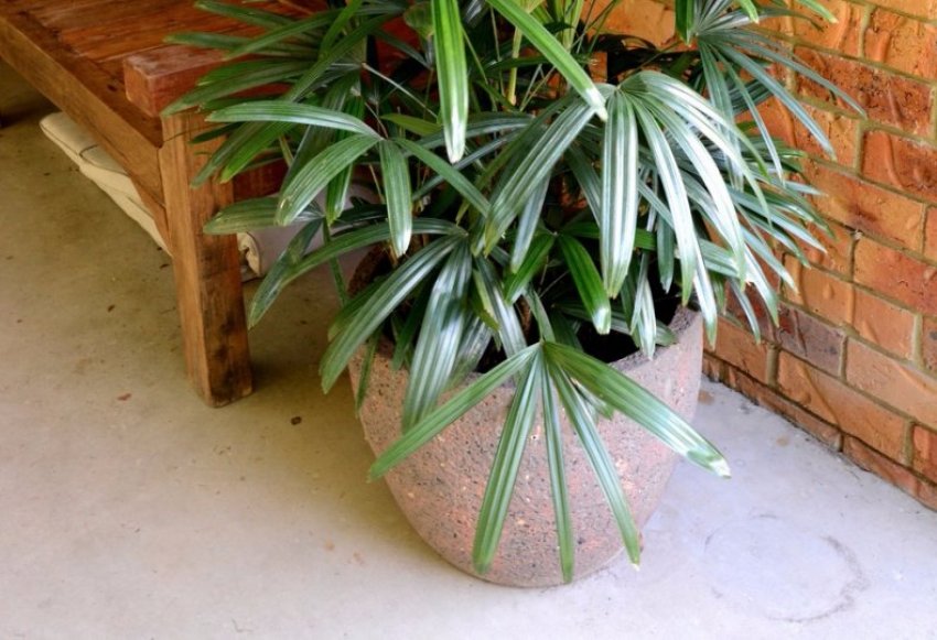 Полив пальми рапис