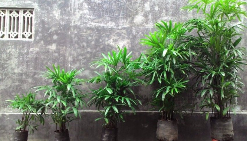 Підживлення раписа