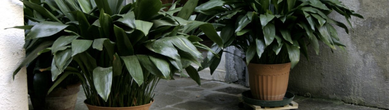 Аспідістра: опис, вирощування і догляд в домашніх умовах