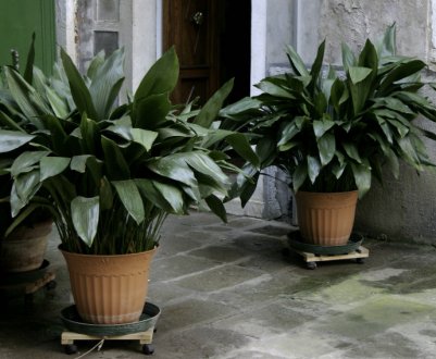 Аспідістра: опис, вирощування і догляд в домашніх умовах