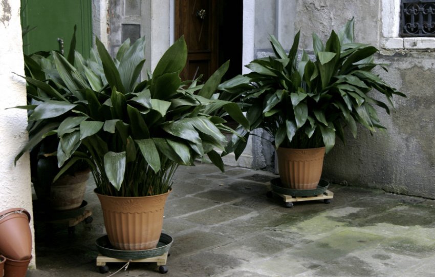 Аспідістра Аспідістра