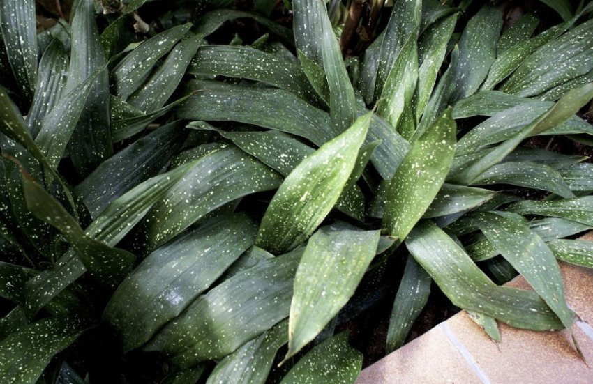 Чумацький Шлях Чумацький Шлях