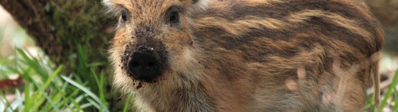 Автомагістральний контрольний пункт підходить до Німеччини з боку Польщі