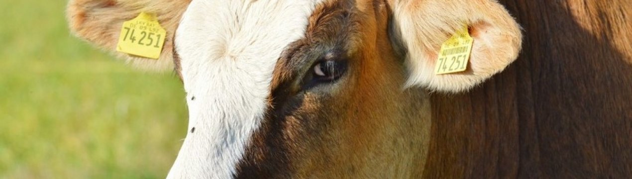 "Агропродсервіс" планує завоювати китайський ринок м'яса