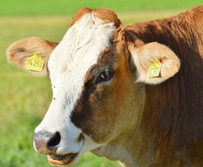 "Агропродсервіс" планує завоювати китайський ринок м'яса