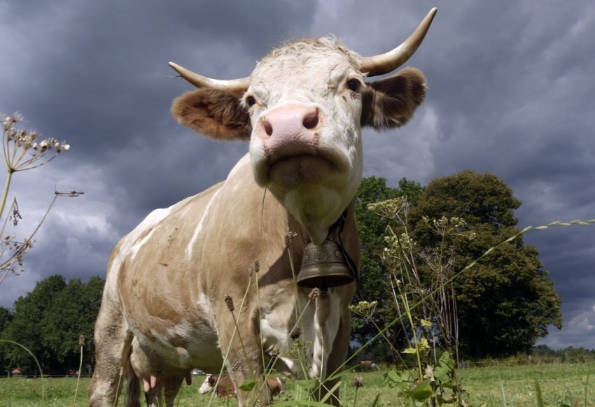 «Агропродсервис» планирует покорить китайский рынок мяса