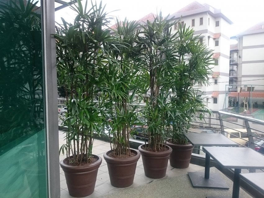 Пересадка раписа