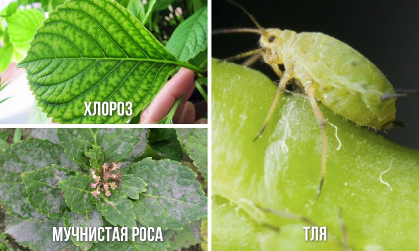 Хвороби та шкідники гортензії Хвороби та шкідники гортензії