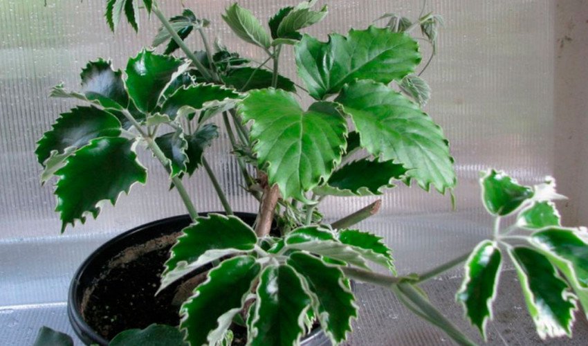 Тетрастигма Тетрастигма