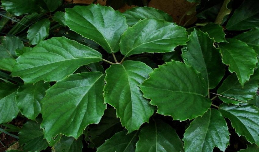 Тетрастигма Тетрастигма