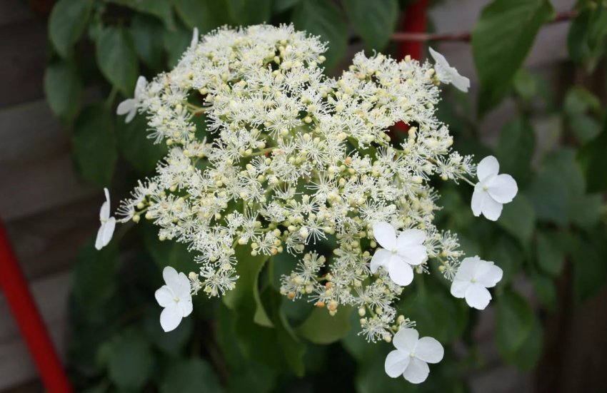 Гортензія черешкова Петіоляріс