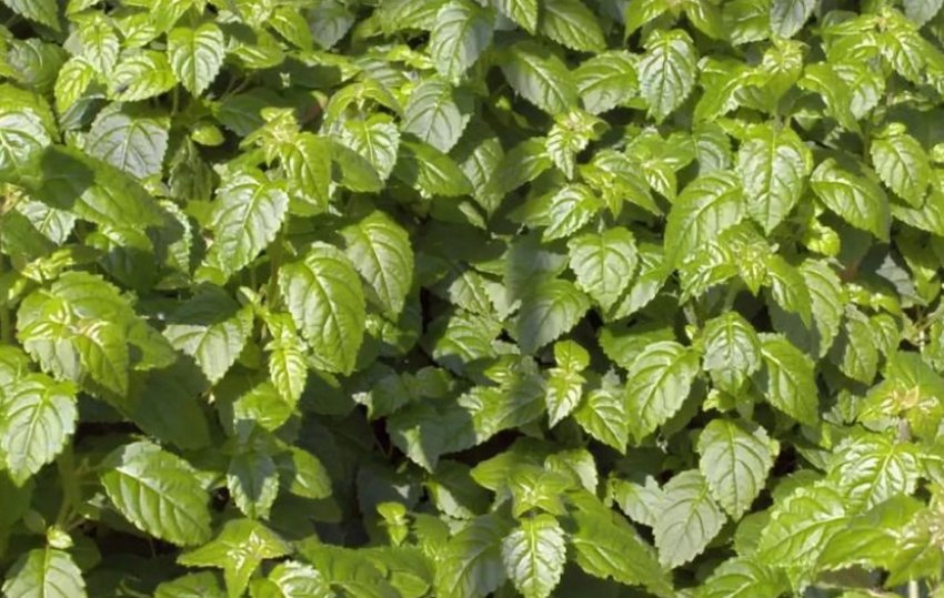 Гортензія Вінтер Сюрпрайз