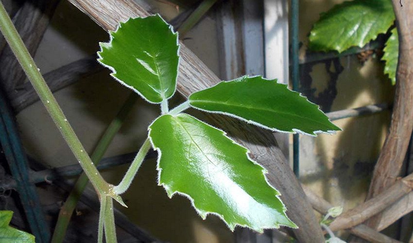 Тетрастигма Тетрастигма