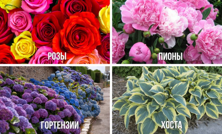 Рослини для палисадника