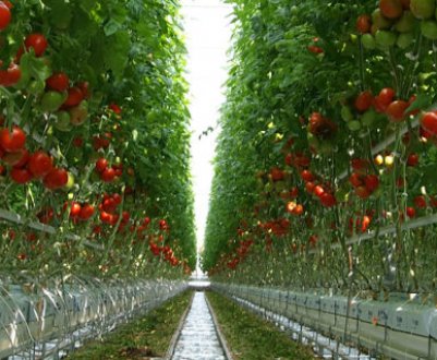 Що зробити, щоб помідори в теплиці швидше червоніли