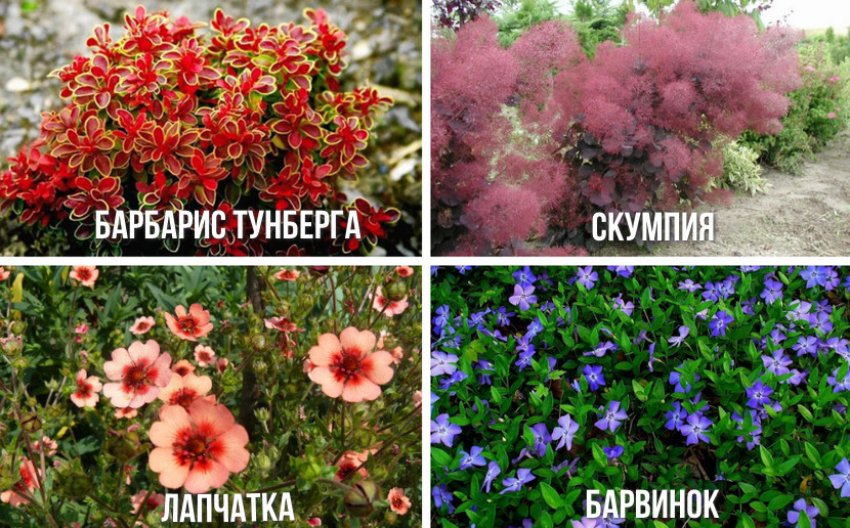 Рослини для палисадника