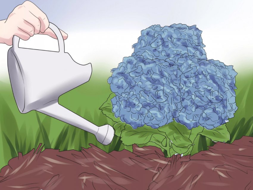 Полив гортензії