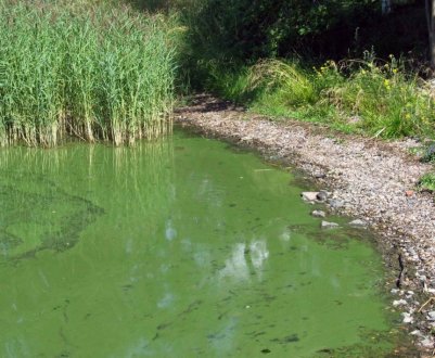 Причини виникнення та усунення піни в водоймі