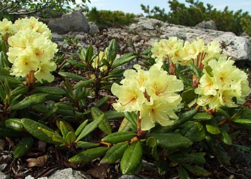 Описание и лечебные свойства золотистого рододендрона