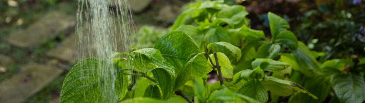 Як і що потрібно поливати гортензію