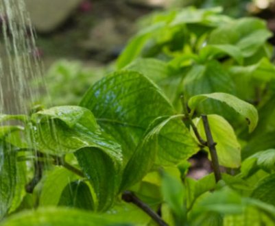 Як і що потрібно поливати гортензію