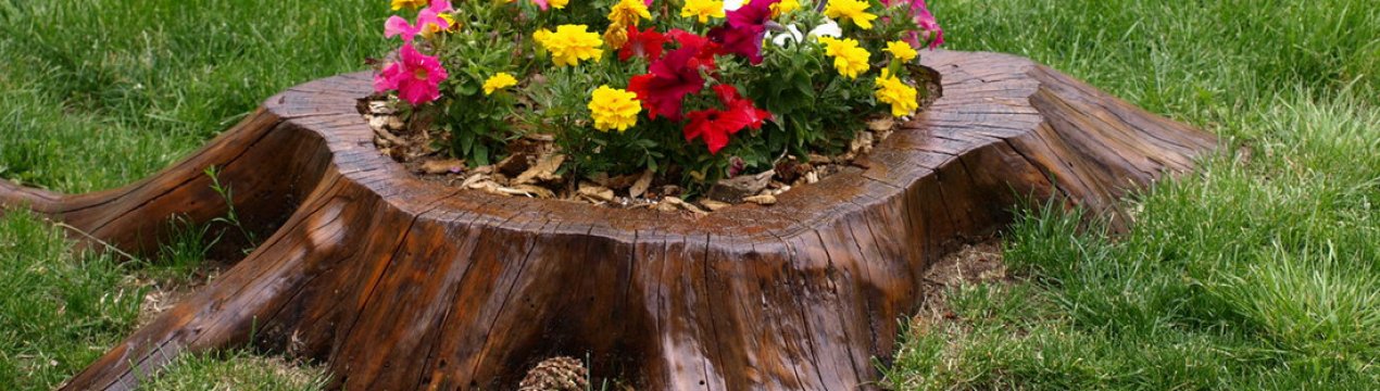 Способи використання пень у ландшафтному дизайні